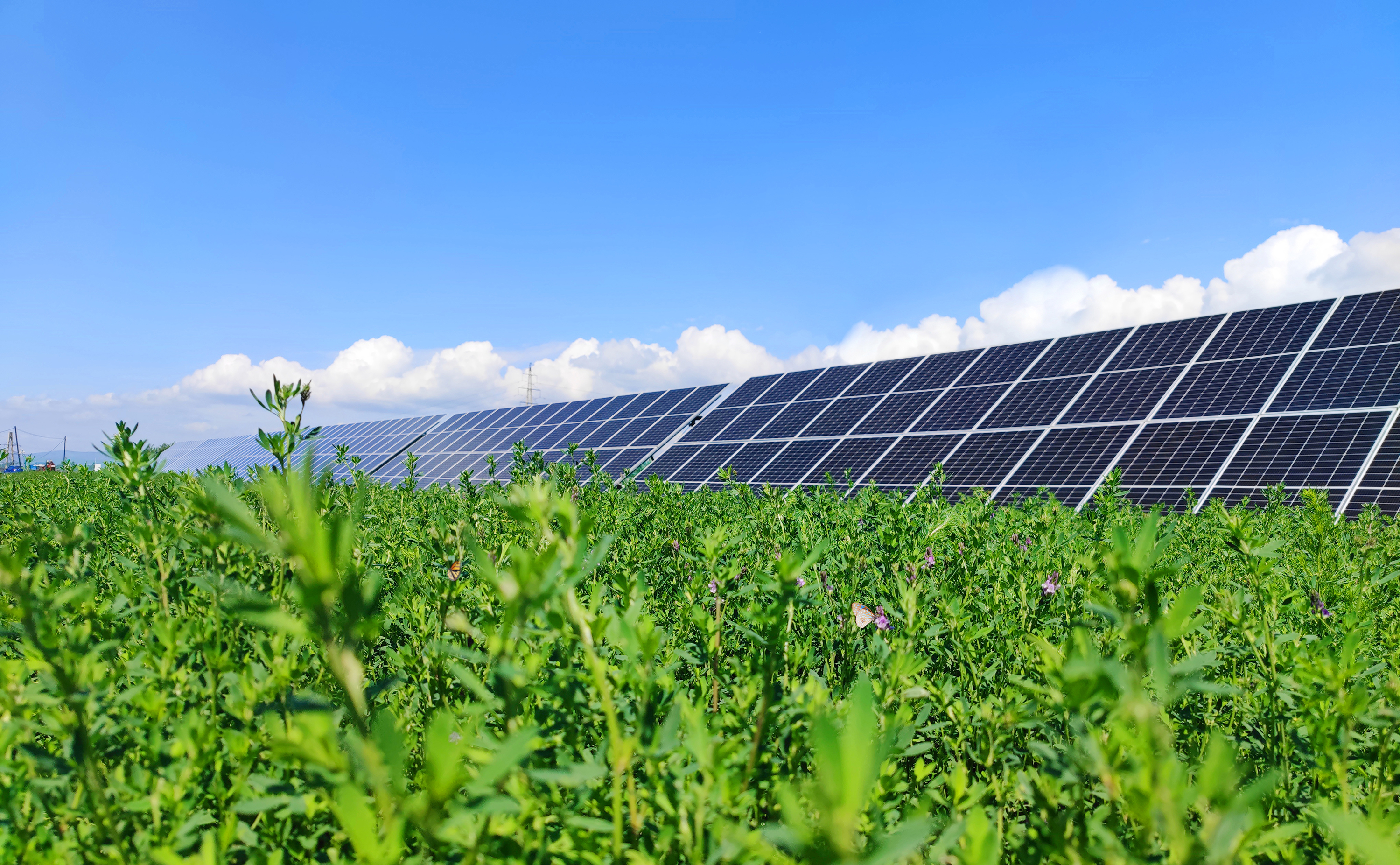 光伏发电与苜蓿草一隅